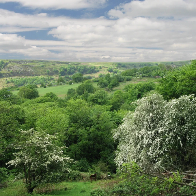 Silent Valley Nature Reserve. Credit: Jane Corey.