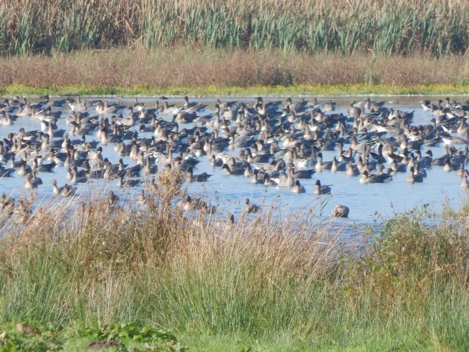 Pink-footed Geese at WWT Martin Mere (Photo Andy J. Green)