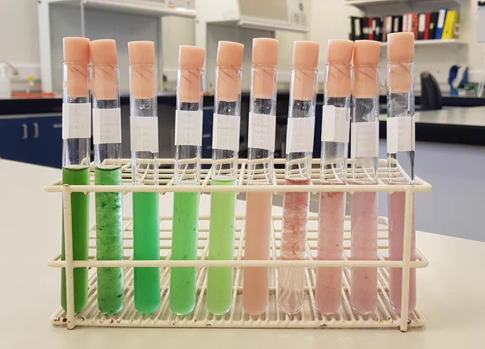 10 standing test tubes containing different colours of cyanobacteria from deep green to light pink.