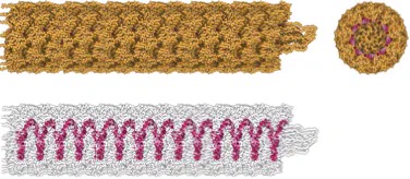 The genomic RNA (in red) is located in the binding pocket of CP (5 nucleotides per subunit), as visible in the top view (right). In the side views on the left, an uncolored protein version is shown (bottom) to better appreciate the arrangement of RNA along the virion structure.