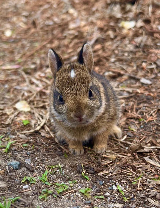 A head-on view of a brown baby bunny with a white blaze on its forehead and ears perked.