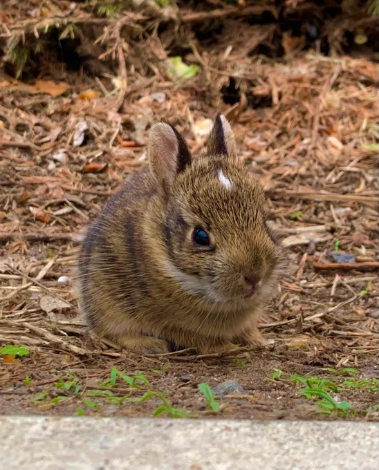 A brown baby bunny with a white blaze on its forehead and ears perked.