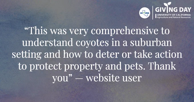 A website user's feedback. Text says: This was very comprehensive to understand coyotes in a suburban setting and how to deter or take action to protect property and pets. Thank you. Giving Day logo in the corner has UC IPM logo and Giving Day University of California Agriculture and Natural Resources.