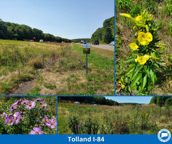 Collage of wildflowers on side of the highway in Tolland with purple and yellow wildflowers. 