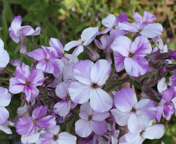 Purple flowers of Dames Rocket