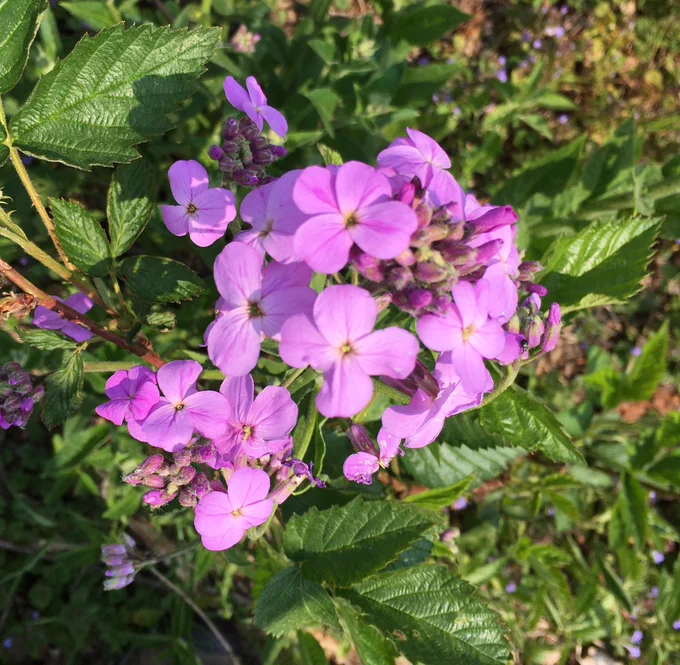 Pink and purple flowers with four petals. Dames Rocket