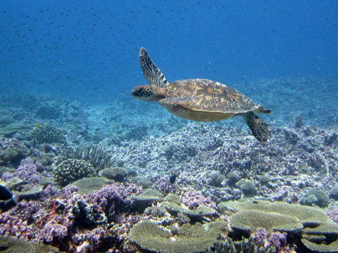 A mottled brown sea turtle swims above a healthy coral reef with brown, tan, and pink colored corals.