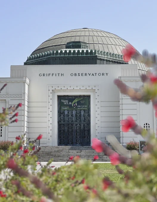 Picture through red flowers of the North Steps of Griffith Observatory. 