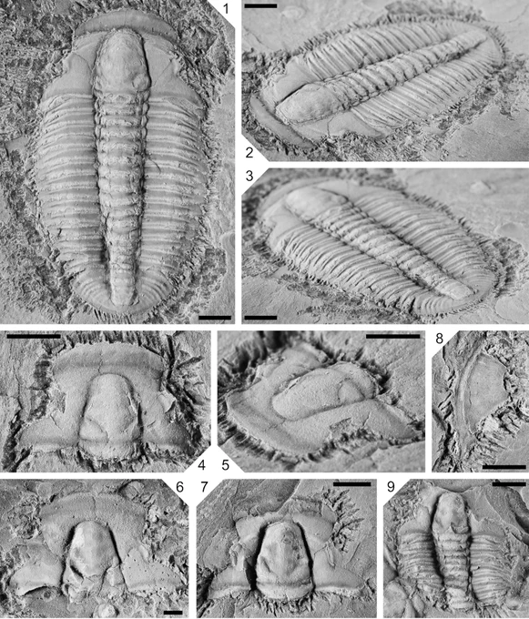 Multi-panel image from paper. Caption: Ehmaniellids from mudstone of the Earlie Formation, southwestern Saskatchewan, upper Altiocculus subzone, Ehmaniella Zone. (1–3) Ehmania weedi (dorsal, anterior oblique, posterior oblique), well 04-27-003-26W3, 2387.10 m depth, RSKM-PAL-P3424. (4–9) Parehmania princeps; (4, 5) cranidium (dorsal, oblique), well 04-27-003-26W3, 2386.75 m depth, RSKM-PAL-P3425; (6) cranidium (dorsal), well 02-27-005-27W3, 2447.73 m depth, RSKM-PAL-P3423; (7) cranidium (dorsal), well 02–27-005-27W3, 2447.99 m depth, RSKM-PAL-P3422; (8) free cheek (dorsal), well 02–27-005–27W3, 2448.59 m depth, RSKM-PAL-P3421; (9) partially articulated exoskeleton (dorsal), well 02-27-005-27W3, 2447.73 m depth, RSKM-PAL-P3423. Scale bars = 2 mm.