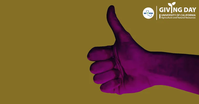 A hand with all fingers curled except the thumb pointing upwards giving y’all a thumbs up. Giving Day logo in the forefront has the UC IPM logo and Giving Day University of California Agriculture and Natural Resources.