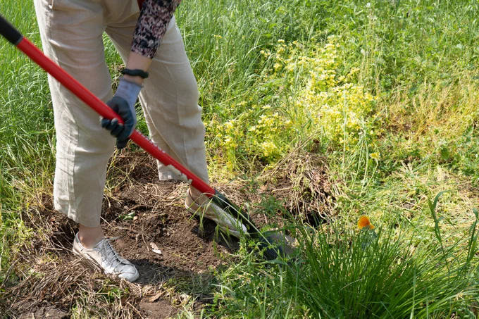 Althea holding a red shovel doing yard work in a grassy field.