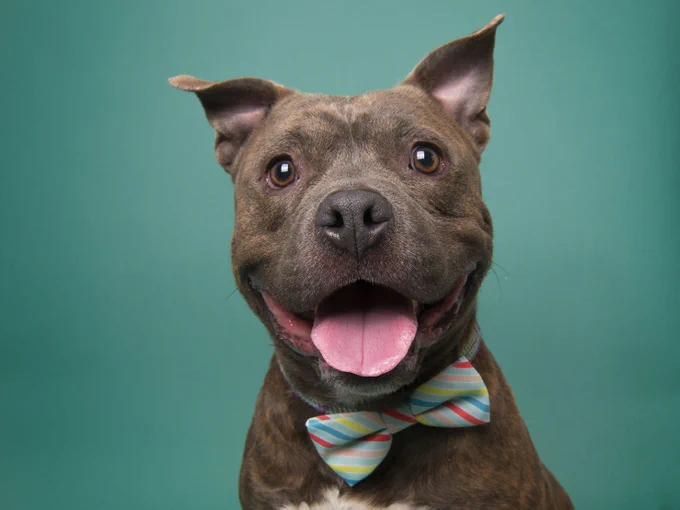 A gray brindle and white pit bull with almost pointy ears sitting in front of a blue background and looking at the camera. He is wearing a rainbow striped bow tie.