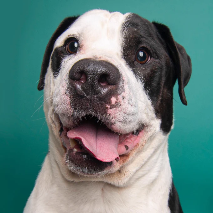 A black and white lab mix sitting in front of a blue background with his tongue out.