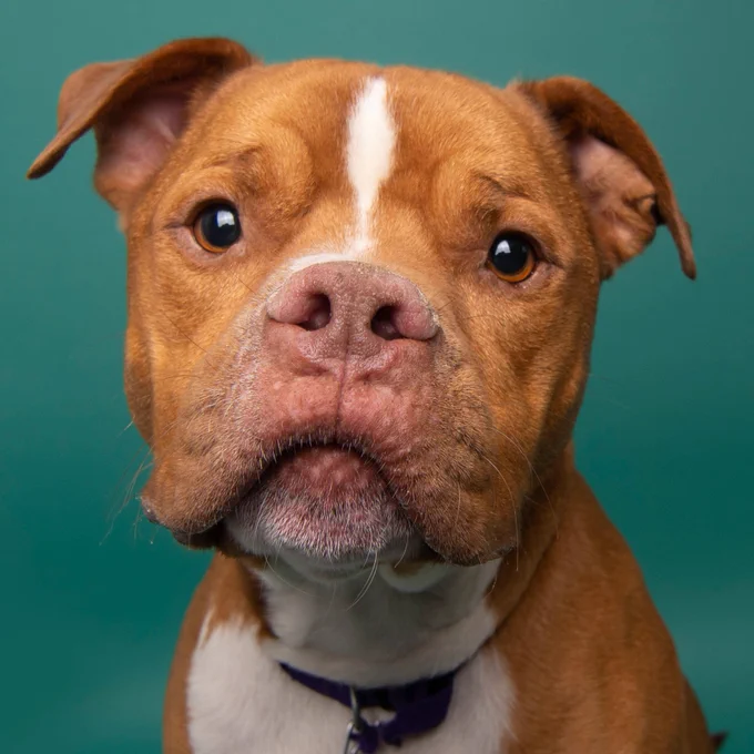 A brown and white boxer mix sitting in front of a blue background.