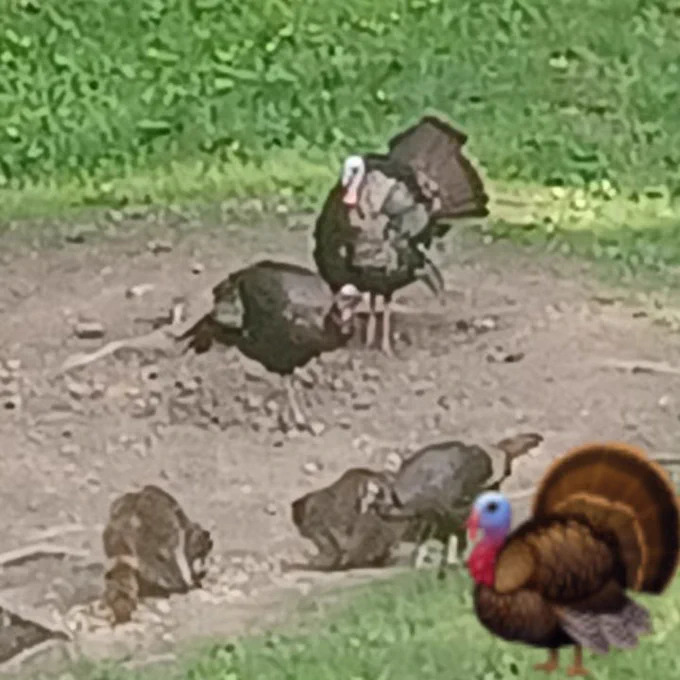 Live turkeys both male and female and the emoji for a turkey