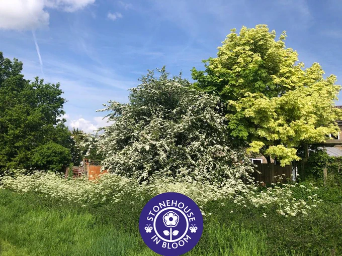 Large May blossom bush and swathe of Cow Parsley along unmown edge of Meadow Park.