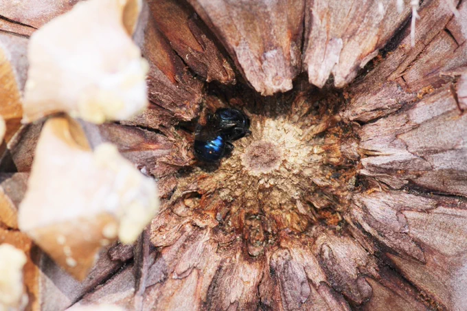 Shiny blue bee in a pine cone