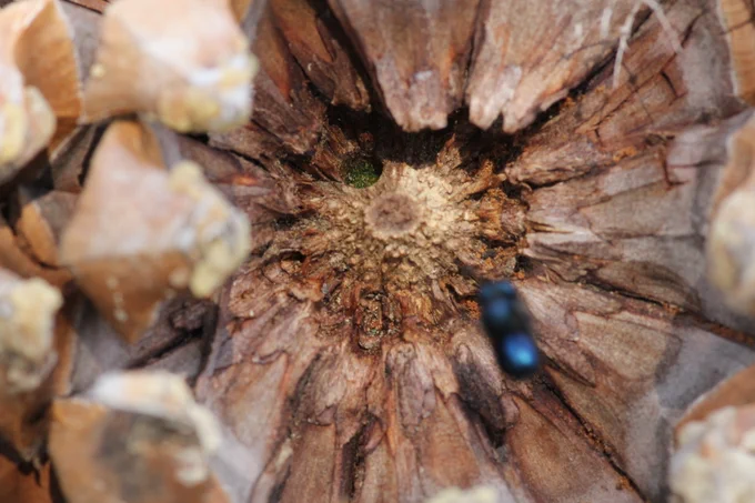 Image of the green nest in a pine cone with the bee hovering nearby