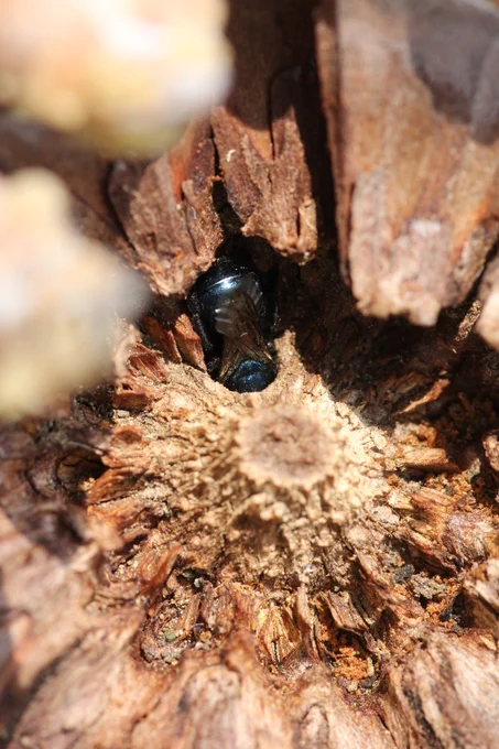 Bee with her face in her nest