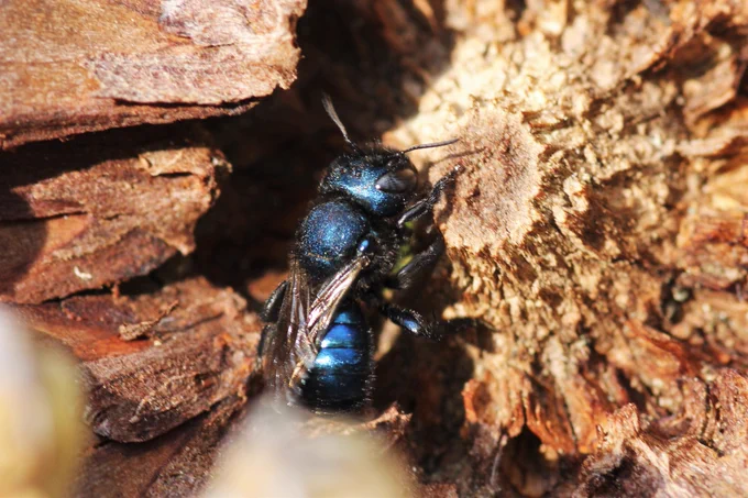 Gorgeous shiny blue metallic bee