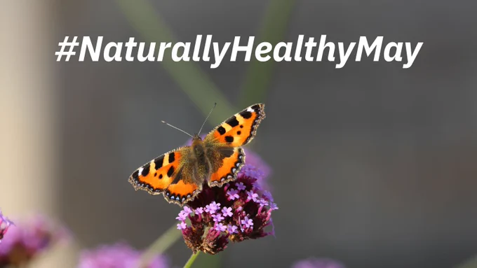 A red admiral butterfly with its wings spread resting on a flower. Text reads: “Naturally Healthy May”