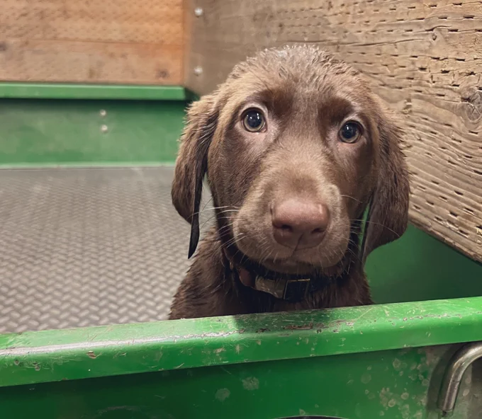 Rye the dog - an 8 week old chocolate lab puppy with big eyes looking sweetly into the camera, while sitting in the back of a work cart.