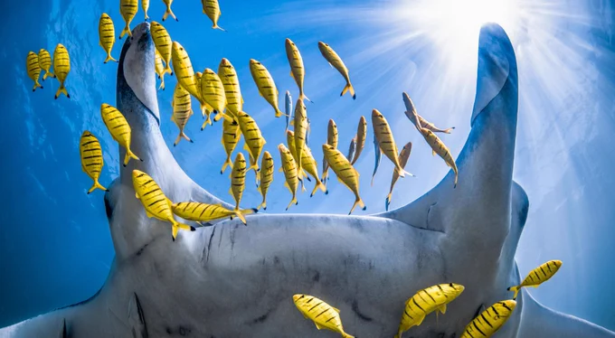 Image contains: Animal, Fish, Sea Life