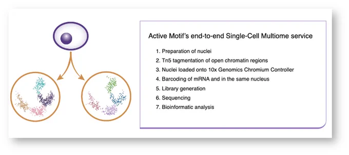 Single-Cell Multiome allows for both transcriptome analysis and genome-wide detection of open chromatin at the single cell level. Understanding both the gene expression profile and the chromatin state at single-cell resolution can help identify how epigenetic changes instruct gene expression in distinct cell populations.​

What are the advantages of using Single-Cell Multiome?​
Single-Cell Multiome can be used to identify cell subpopulations with different transcriptome and epigenetic profiles within complex samples, eliminating the need for isolation strategies like FACS or magnetic sorting that could alter the biology due to sample manipulation. For example:

Identifying novel cell that modulate response to drug treatments 
Identifying subpopulations of cells with variations in gene expression that can provide insight into developmental trajectories (i.e. brain development, T-helper cell development, B-cell differentiation)​ 
https://www.activemotif.com/catalog/1355/single-cell-multi