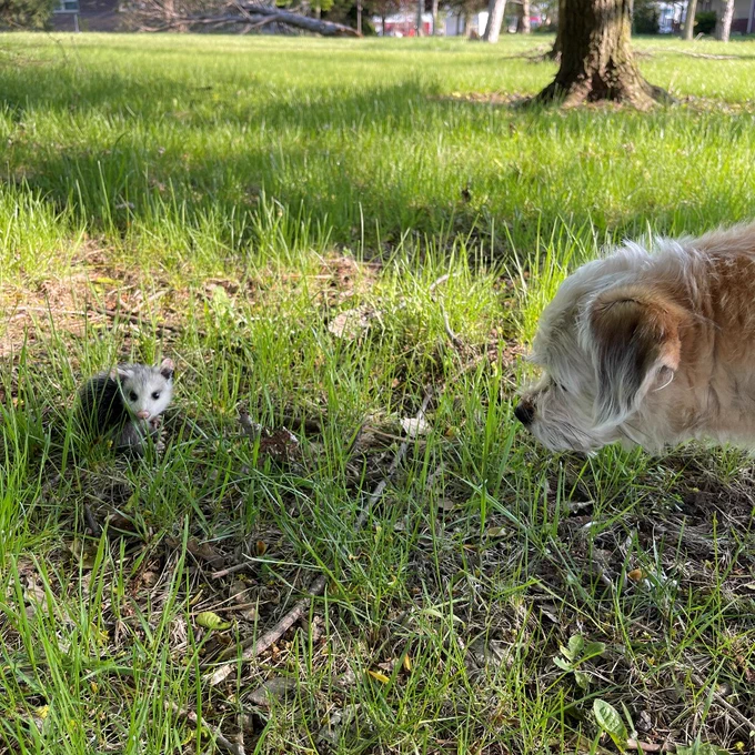 Lola and baby opossum