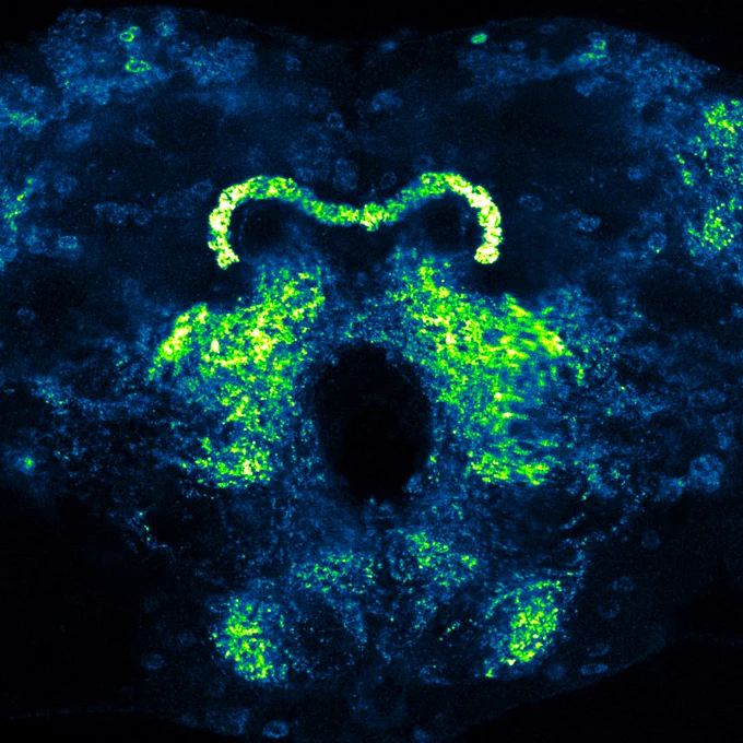A fluorescence microscopy image showing VGlut expression in the optic lobe of a wild-type Drosophila larva at 48h after puparium formation. Credit: Graça S. Marques