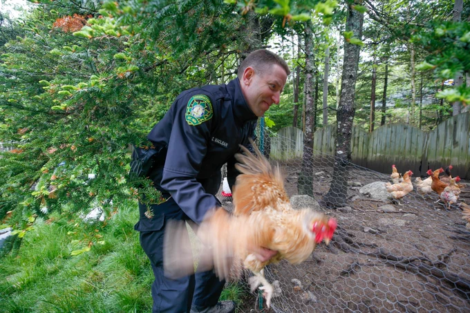A person in uniform helps a flapping chicken back into a pen with other chickens.