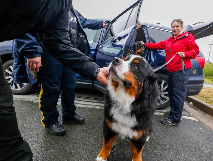 A person holds the leash of a Bernese Mountain Dog who looks up while being petted.