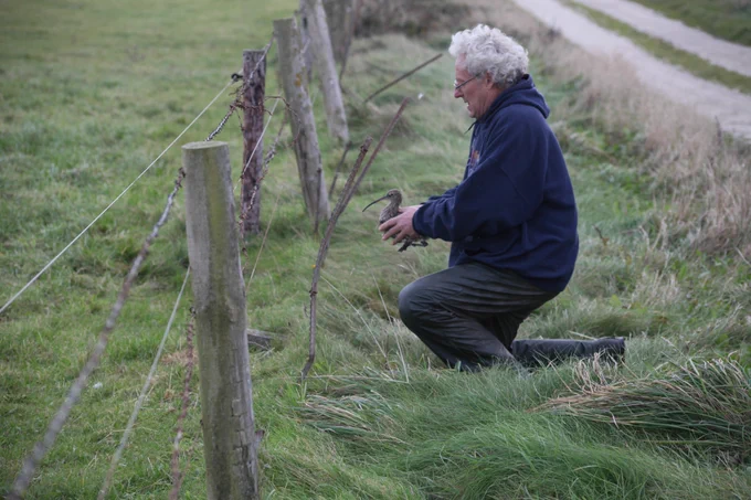 Photo of a Curlew being released after tagging