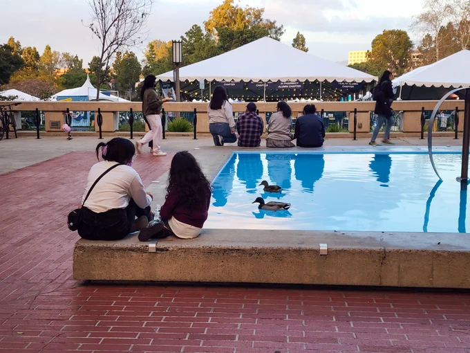 Two mallards in the infinity fountain.