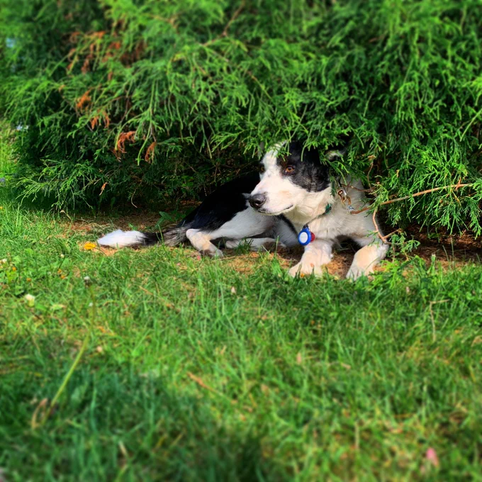 Border collie hiding under a cedar hedge so that his owner will forget he’s there. The black and white dog looks on for people and cars in the distance.