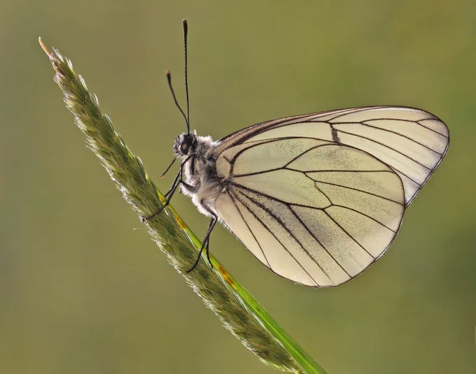 Black-veined White butterfly on grass