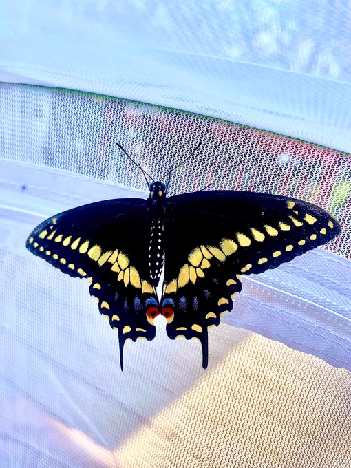 Fifth black swallowtail butterfly from my fall rescues emerged and sitting on his sanctuary before he was released. This butterfly was quickly ready after emerging and barely sat still once his wings were ready. Black wings with yellow spots and some blue on the bottom wings along with two orange spots that look like eyes