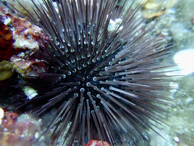 Sea urchin
