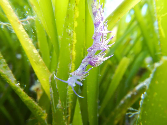 Spiny nudibranch on a sea grass blade