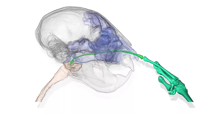 a scan of a aye aye skull and it sticking its finger way the hell in there