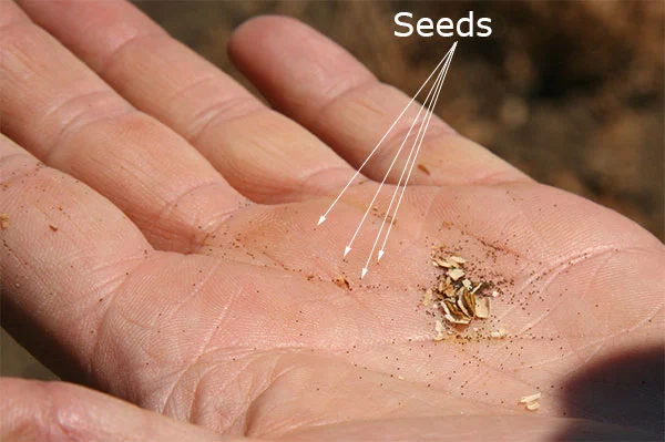 In the open palm of a hand lies a crushed seed pod with tiny seeds sprinkled everywhere. The seeds are as small as grains of sand. The  word “seeds” with 4 arrows point to individual seeds.
