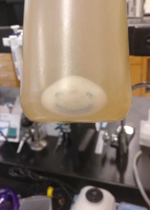 A Nalgene centrifuge container full of growth medium. Against the inside is a small centrifuged pellet of bacterial cells. Somehow, the dark iron nutrients from the broth formed themselves into a very cheerful smiley face!