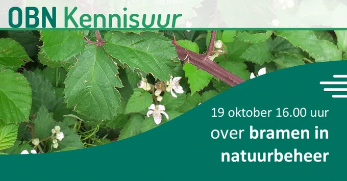 Bramen staan bekend als teken van verstoring van de natuur door onder andere stikstof. Maar eigenlijk is Nederland van nature een bramenland met ruim 200 verschillende soorten. De focus op ‘de braam’ in het stikstofdebat leidt af van de écht ernstige effecten van stikstofdepositie, stellen onderzoekers in de nieuwe OBN brochure ‘Bramenland Nederland – soortenrijkdom en natuurwaarde’.  https://www.natuurkennis.nl/publicaties/