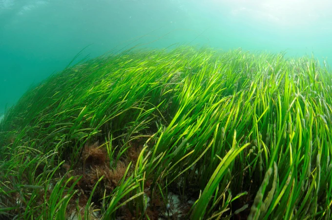 Seagrass - picture credit NatureScot