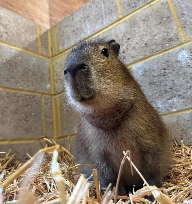 A small capybara sat in a bed of hay, looking toward the camera