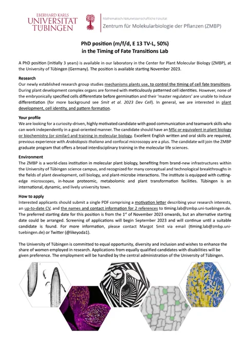 A PhD position (initially 3 years) is available in our laboratory in the Center for Plant Molecular Biology (ZMBP), at the University of Tübingen (Germany). The position is available starting November 2023. 
Research
Our newly established research group studies mechanisms plants use to control the timing of cell fate transitions. In general, we are interested in plant development, cell identity, and pattern formation. For more background see Smit et al. 2023 Dev Cell.
Your profile
We are looking for a curiosity-driven, highly motivated candidate with good communication and teamwork skills who can work independently in a goal-oriented manner. The candidate should have an MSc or equivalent in plant biology or biochemistry (or similar) and training in molecular biology. 
Apply
For more information, please contact Margot Smit via email (timing.lab@zmbp.uni-tuebingen.de) or Twitter (@likeyoda1).
