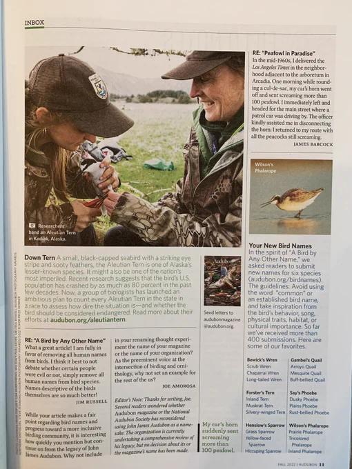Picture of a page from the fall 2022 Audubon Magazine that has a photo of two women focused on a small white bird that is receiving a metal band. The text in focus says: Down Tern. A small black-capped seabird with a striking eye stripe and sooty feathers, the Aleutian Tern is one of Alaska's lesser-known species. It might also be one of the nation's most imperiled. Recent research suggests that the bird's US population has crashed by as much as 80 percent in the past few decades. Now, a group of biologists has launched an ambitious plan to count every Aleutian Tern in the state in a race to assess how dire the situation is--and whether the bird should be considered endangered. Read more about their efforts at audubon.org/aleutiantern.