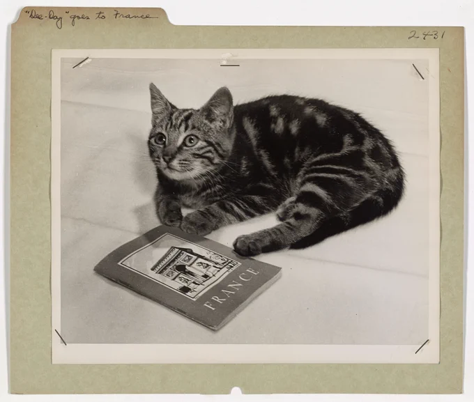 A black and white photograph of a kitten laying down. A book titled “France,” is directly in front of it. NAID: 205583066.
