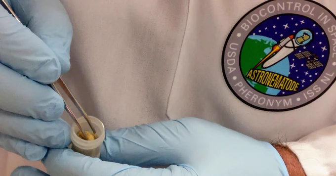 Nematodes are loaded into sample tubes for Pheronym's investigation. The project seeks to test the effects of microgravity on the movement and infection behavior of beneficial nematodes, which are used to control agricultural insect pests.