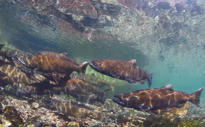 a school of Chinook salmon swimming in a river